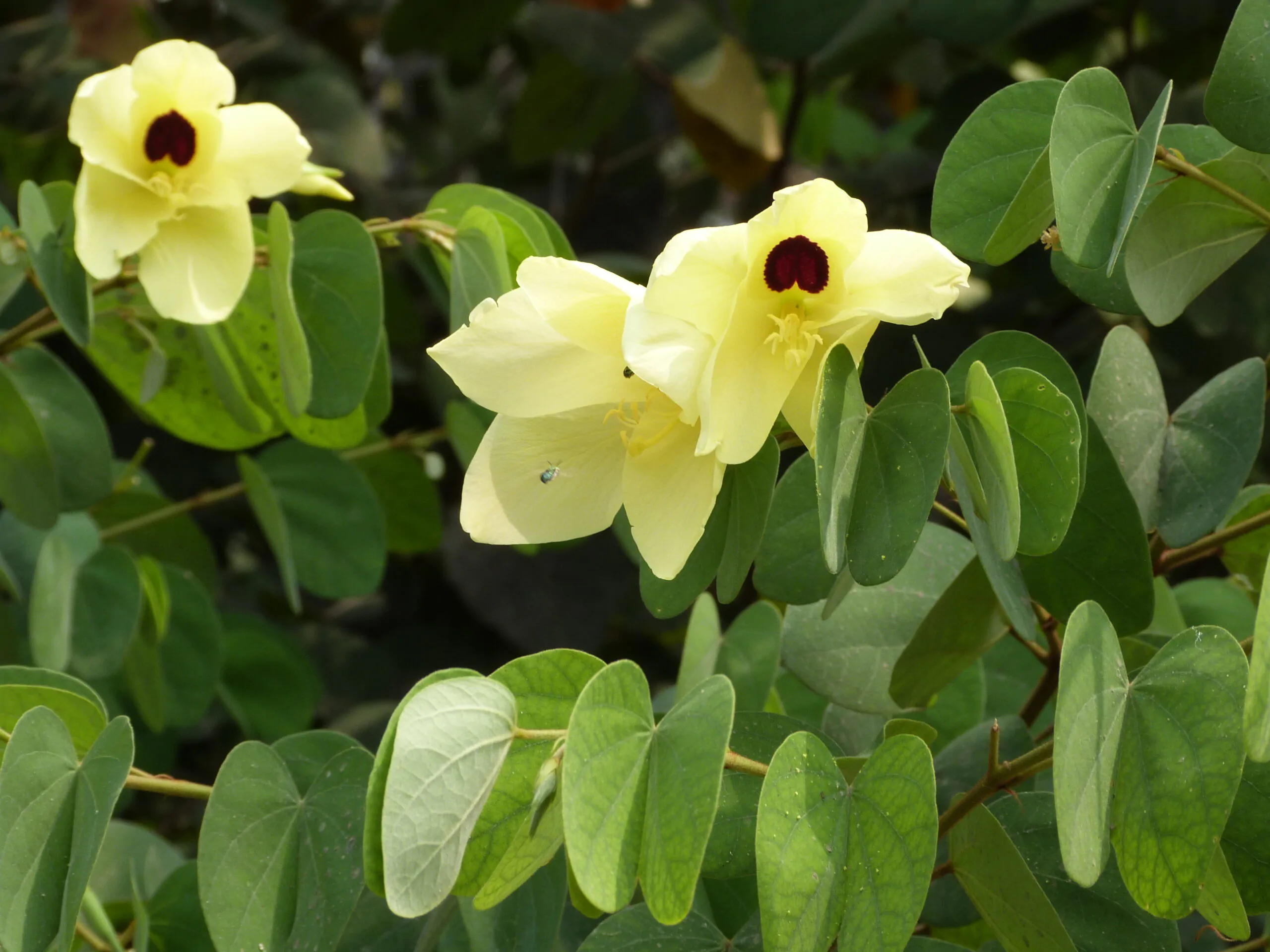 Bauhinia tomentosa - Yellow Orchid Tree, Mountain Ebony - Image 10