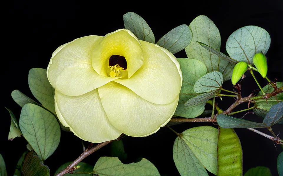 Bauhinia tomentosa - Yellow Orchid Tree, Mountain Ebony - Image 11