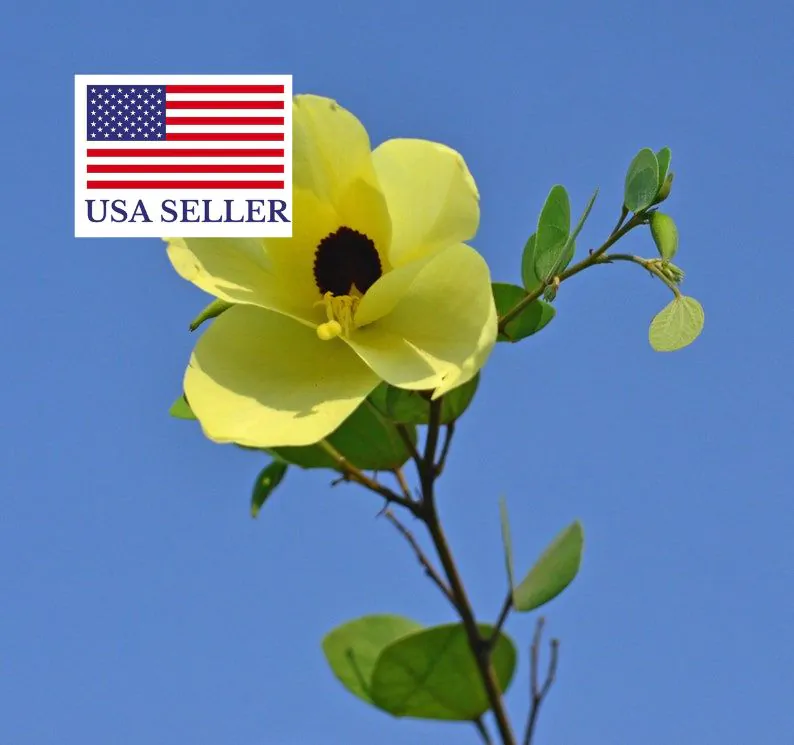 Bauhinia tomentosa - Yellow Orchid Tree, Mountain Ebony - Image 13