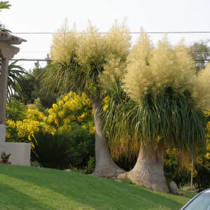 Beaucarnea guatemalensis - Red Ponytail, Guatemala Ponytail