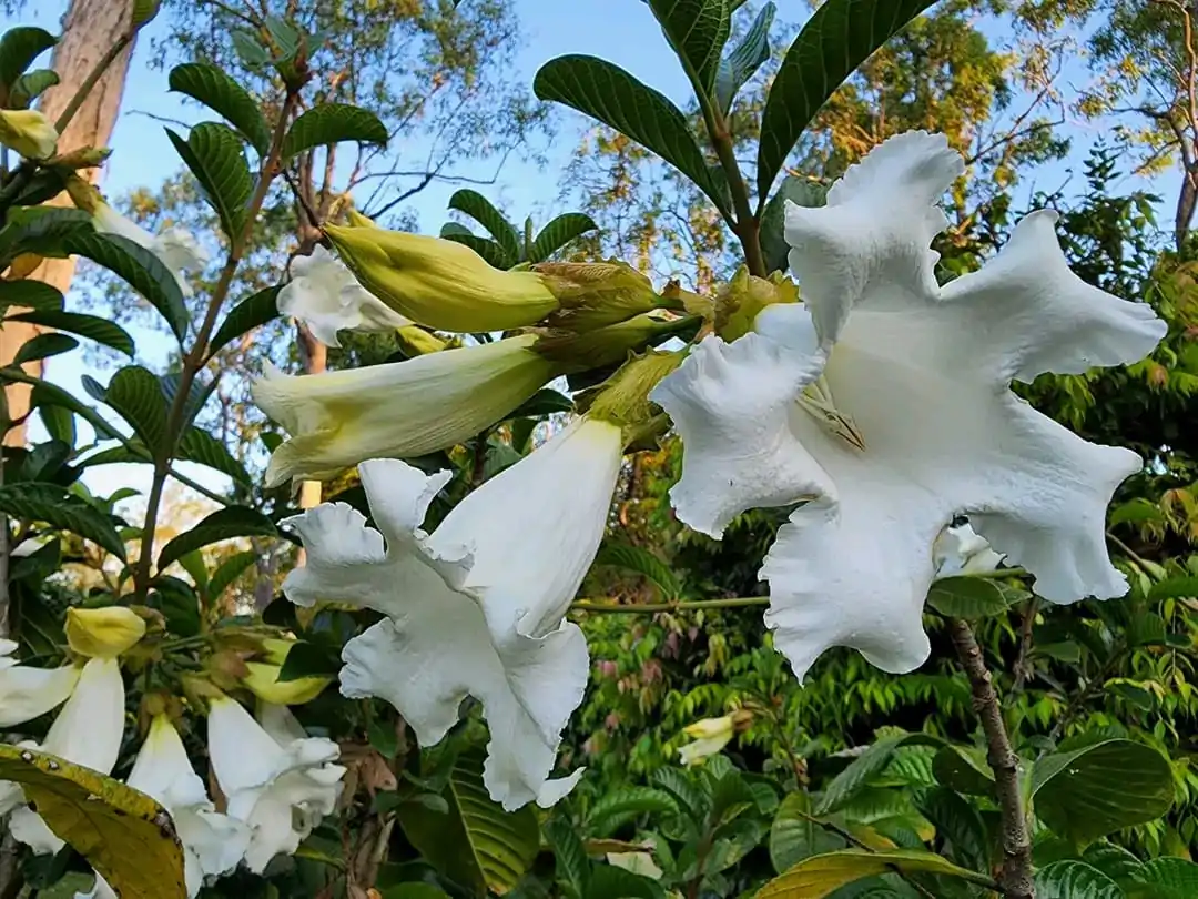 Beaumontia grandiflora - Easter Lily Vine, Heralds Trumpet, Nepal Trumpet Flower - Image 2