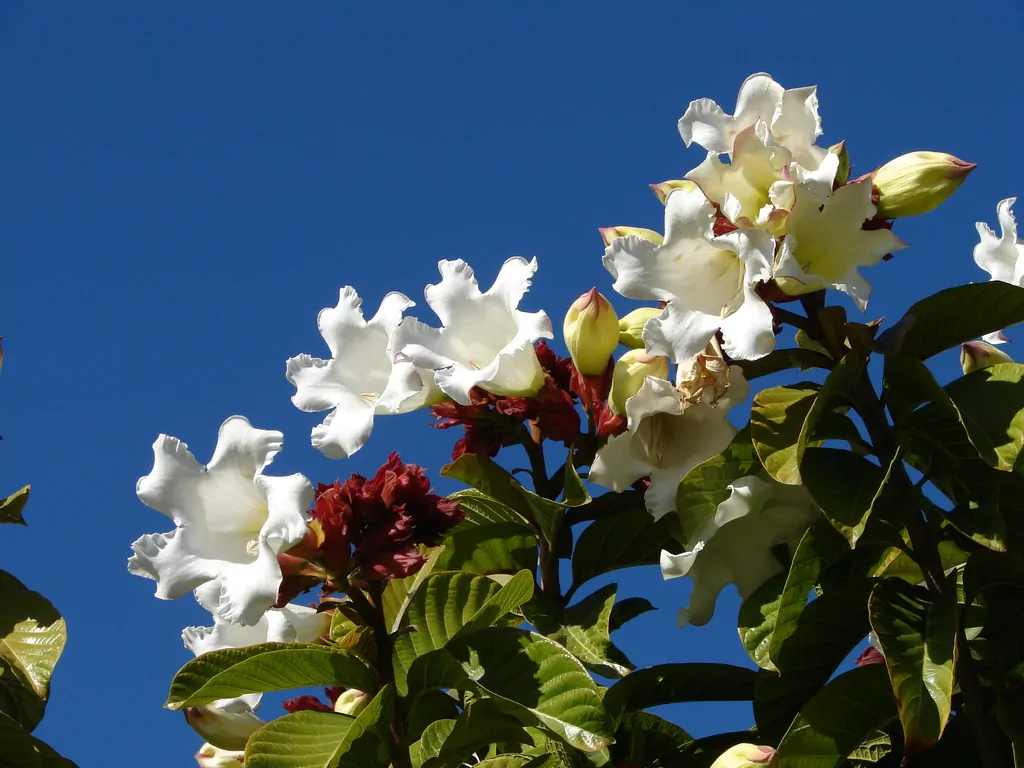 Beaumontia grandiflora - Easter Lily Vine, Heralds Trumpet, Nepal Trumpet Flower