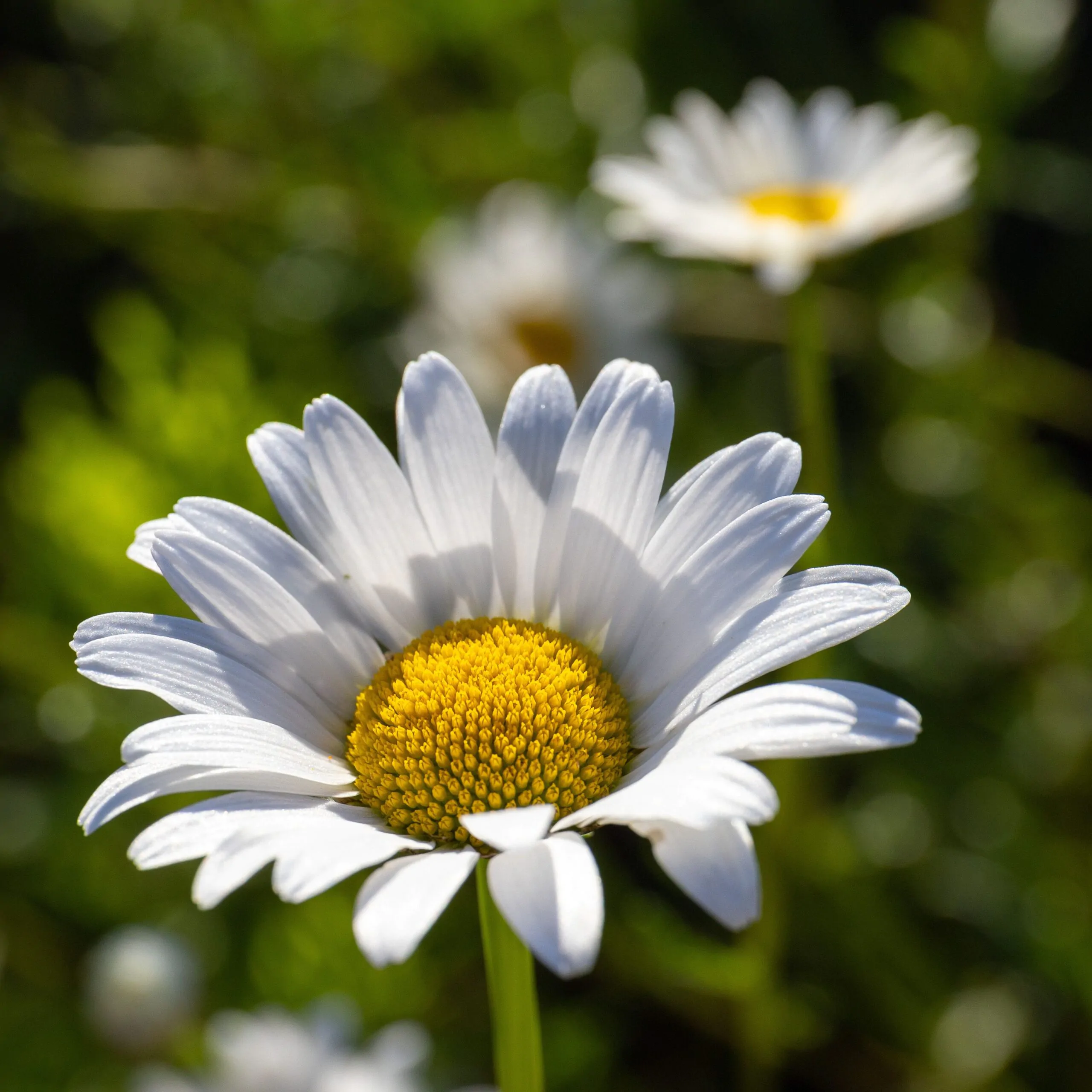 Bellis perennis - English Daisy, Lawn Daisy - Image 2