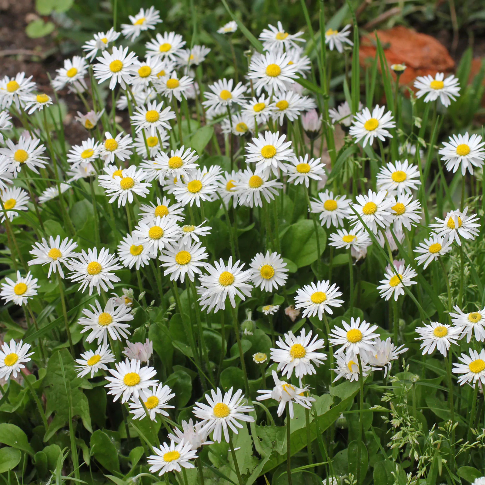 Bellis perennis - English Daisy, Lawn Daisy - Image 3