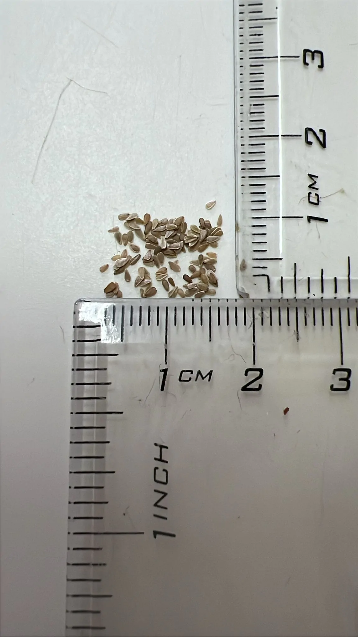 Bellis perennis - English Daisy, Lawn Daisy - Image 6