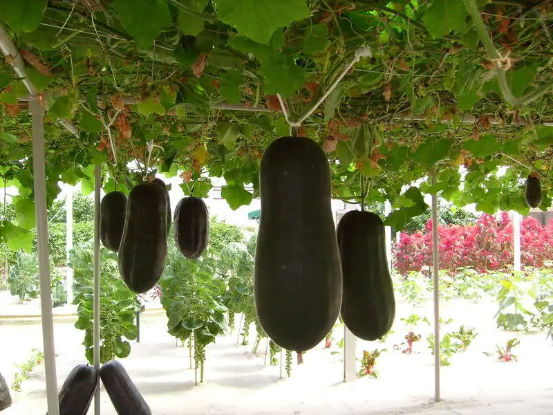 Benincasa hispida - Winter Melon, Wax Gourd, Ash Pumpkin