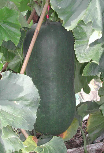 Benincasa hispida - Winter Melon, Wax Gourd, Ash Pumpkin - Image 2