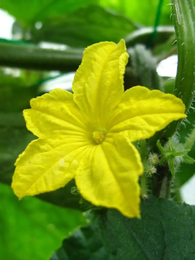 Benincasa hispida - Winter Melon, Wax Gourd, Ash Pumpkin - Image 5