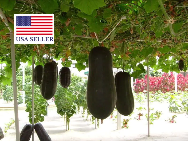 Benincasa hispida - Winter Melon, Wax Gourd, Ash Pumpkin - Image 9