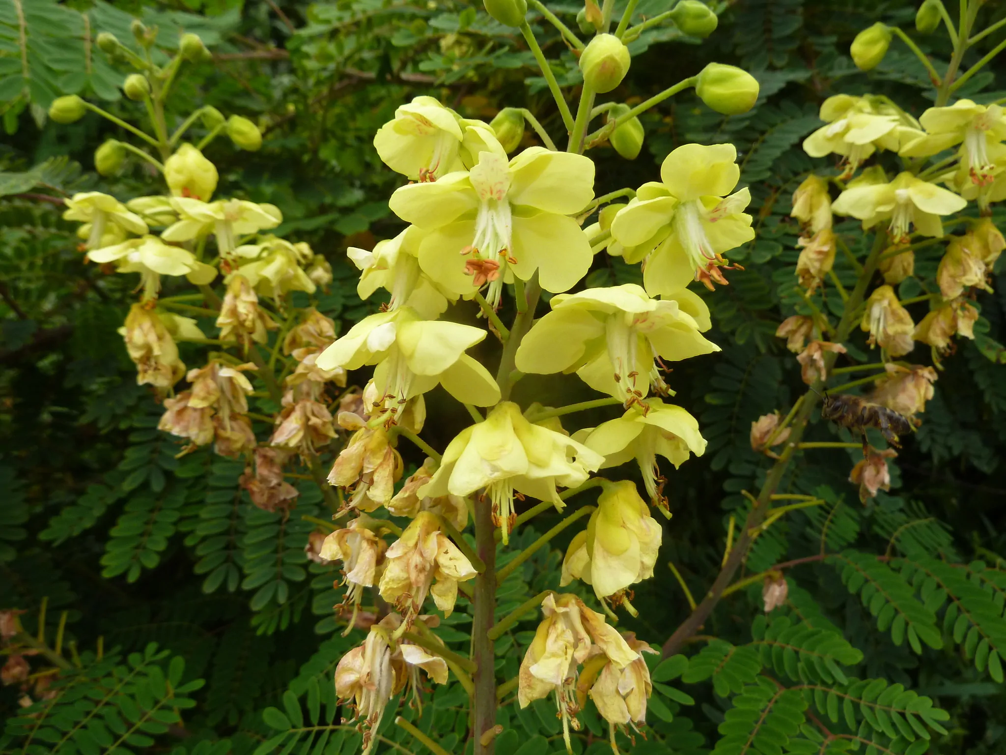 Biancaea decapetala / Caesalpinia decapetala - Mysore Thorn, Mauritius Thorn, Cat's Claw, Wait-a-bit - Image 2