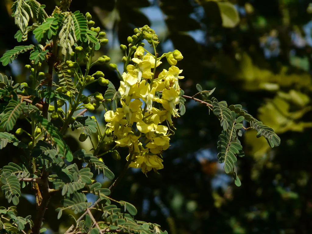 Biancaea decapetala / Caesalpinia decapetala - Mysore Thorn, Mauritius Thorn, Cat's Claw, Wait-a-bit - Image 3