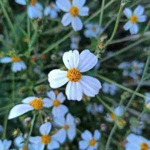 Bidens pilosa  - Hairy Beggarticks, Cobbler's pegs, hitch hikers, black-jack, beggarticks, farmer's friends, Spanish needle, devil's needles, farmers friend, sticky beaks
