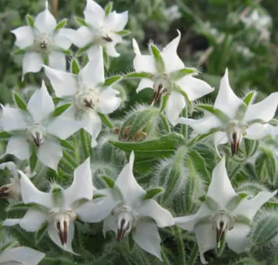 Borago officinalis 'Alba' - Blowing, flower of joy, borage white flowering