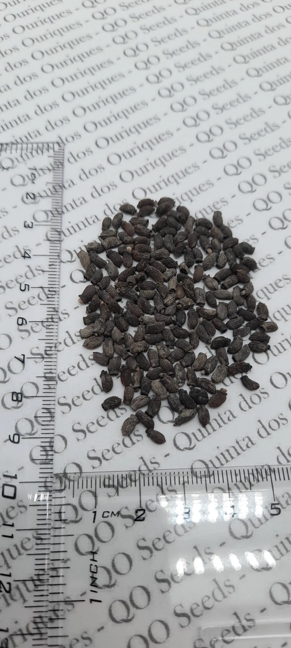 Borago officinalis 'Alba' - Blowing, flower of joy, borage white flowering - Image 2