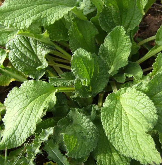 Borago officinalis 'Alba' - Blowing, flower of joy, borage white flowering - Image 5