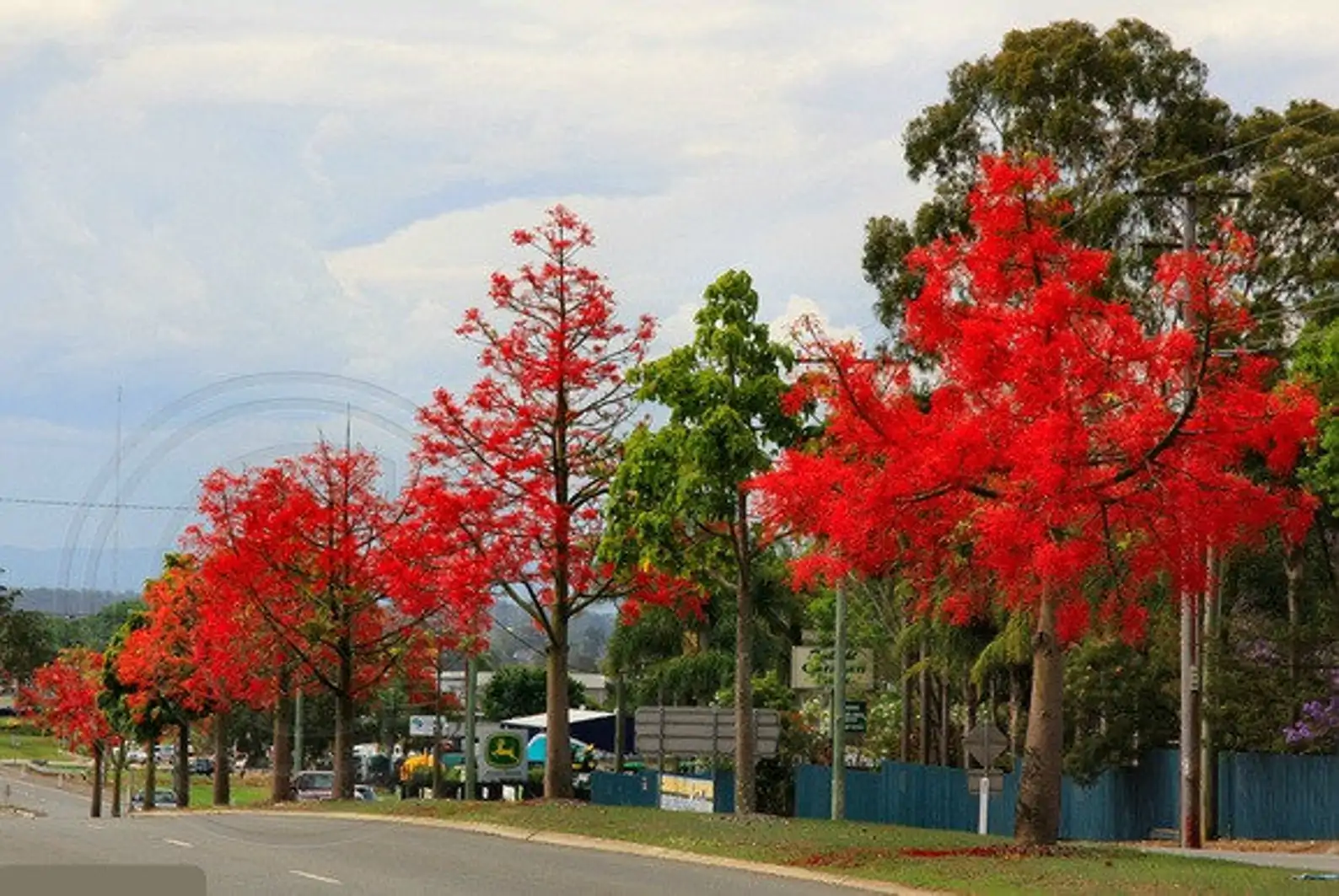 Brachychiton acerifolius - Illawarra Flame Tree - Image 5