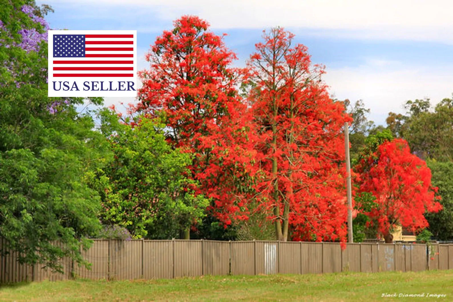 Brachychiton acerifolius - Illawarra Flame Tree - Image 6