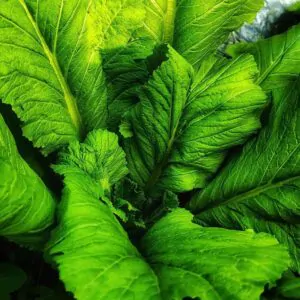 Brassica juncea - Chinese Mustard, Gai Choy, Giant Mustard, Indian Mustard, Leaf Mustard, Oriental Mustard, Vegetable Mustard