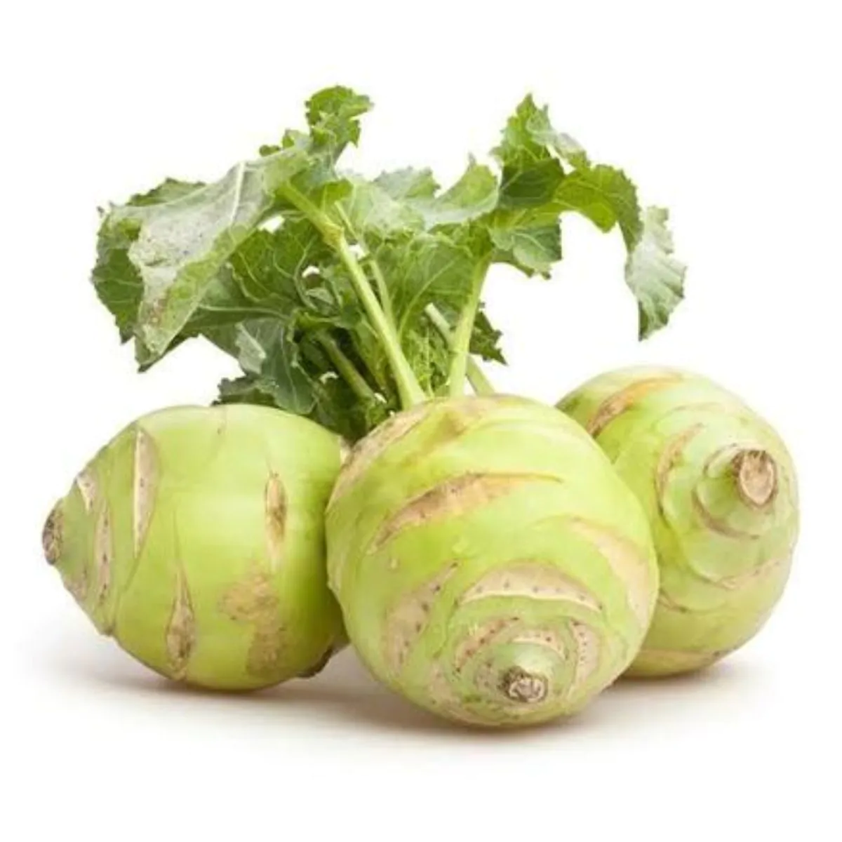 Brassica oleracea var. gongylodes - Kohlrabi, Knol khol - Image 5