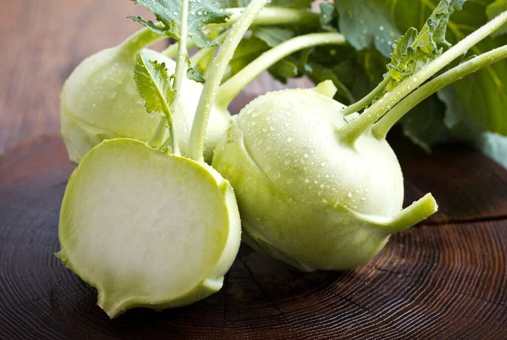 Brassica oleracea var. gongylodes - Kohlrabi, Knol khol