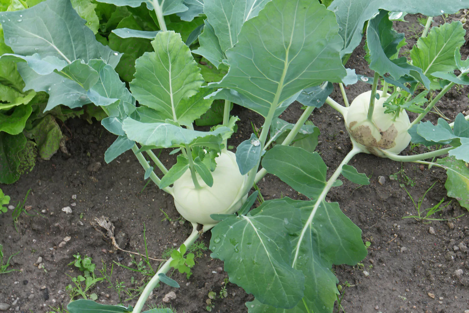 Brassica oleracea var. gongylodes - Kohlrabi, Knol khol - Image 8