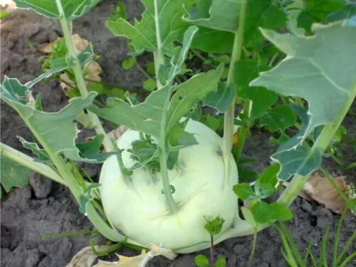 Brassica oleracea var. gongylodes - Kohlrabi, Knol khol - Image 9
