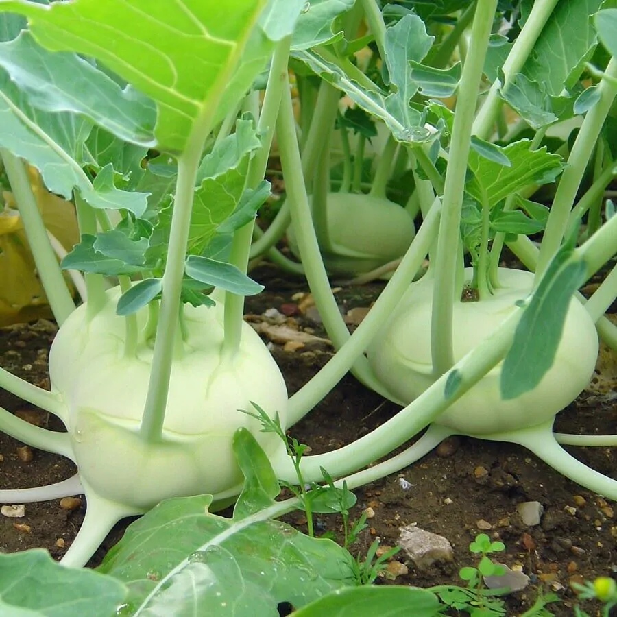 Brassica oleracea var. gongylodes - Kohlrabi, Knol khol - Image 10
