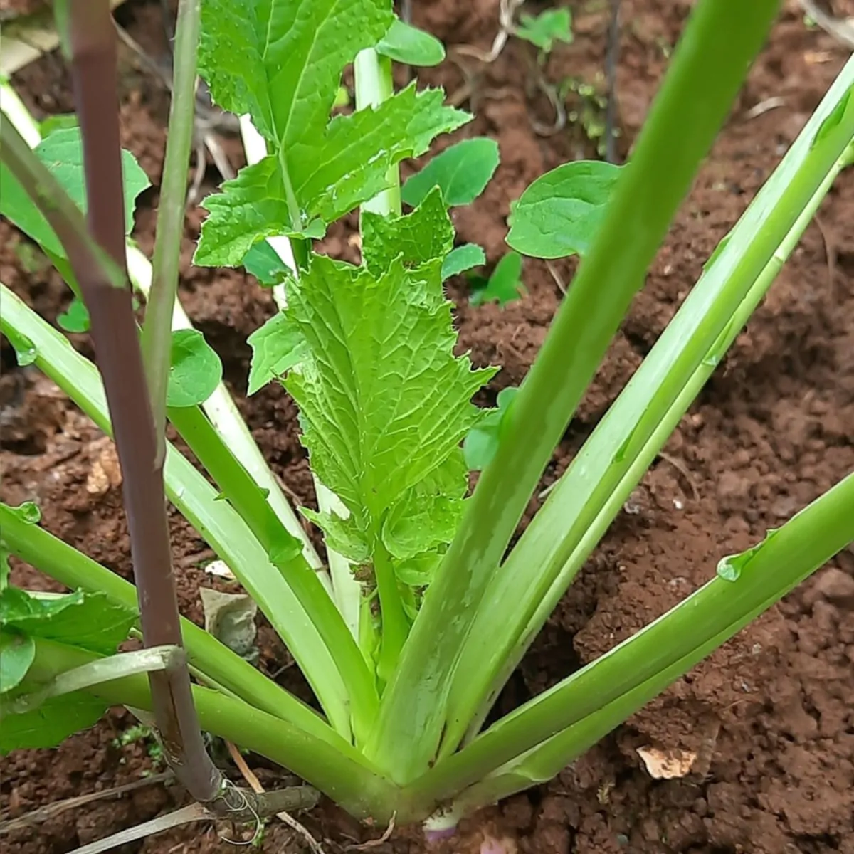 Brassica rapa subsp. rapa - Turnip - Image 2