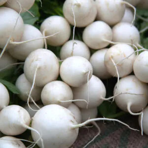 Brassica rapa subsp. rapa - Turnip