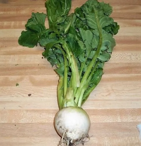 Brassica rapa subsp. rapa - Turnip - Image 6