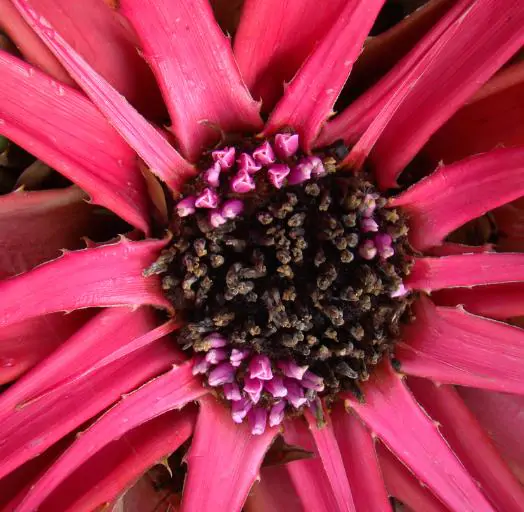 Bromelia karatas - Bromelia Taste, Piñuelas, Plumier’s Bromelia - Image 2