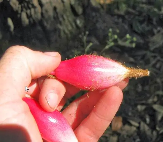 Bromelia karatas - Bromelia Taste, Piñuelas, Plumier’s Bromelia - Image 5