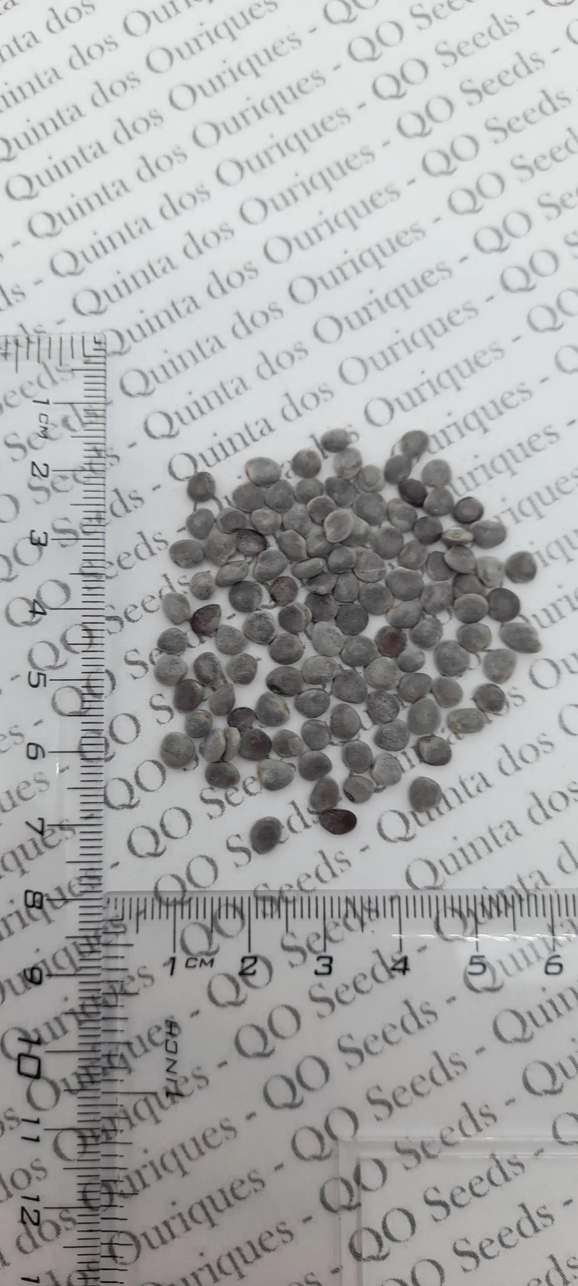 Bromelia karatas - Bromelia Taste, Piñuelas, Plumier’s Bromelia - Image 7