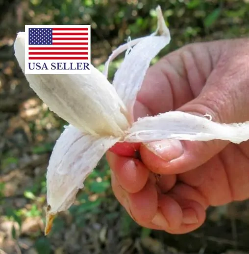 Bromelia karatas - Bromelia Taste, Piñuelas, Plumier’s Bromelia - Image 8