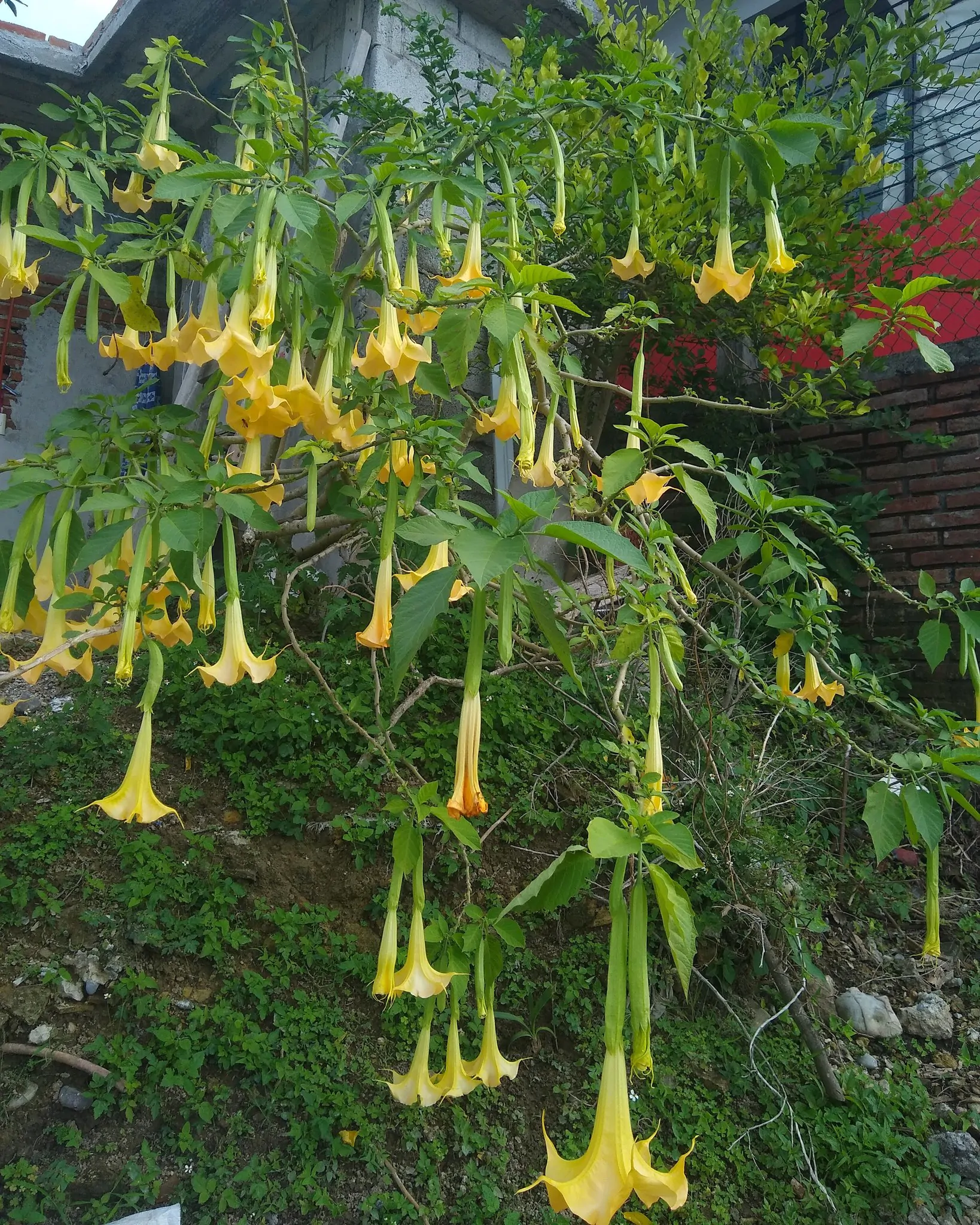Brugmansia aurea / Datura aurea / Brugmansia affinis / Datura affinis - Golden Angel's Trumpet, Datura Sanguinea Golden - Image 2