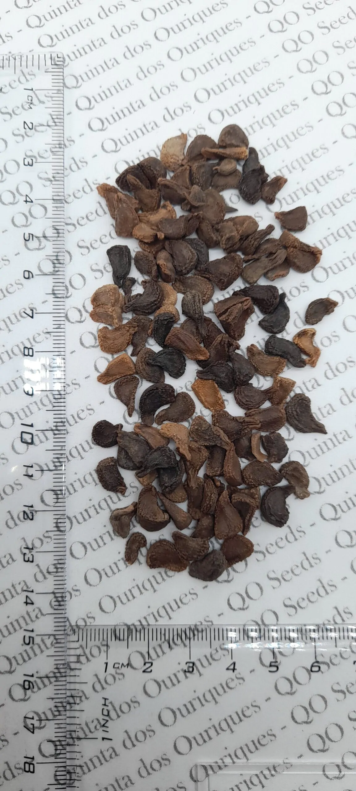 Brugmansia aurea / Datura aurea / Brugmansia affinis / Datura affinis - Golden Angel's Trumpet, Datura Sanguinea Golden - Image 6