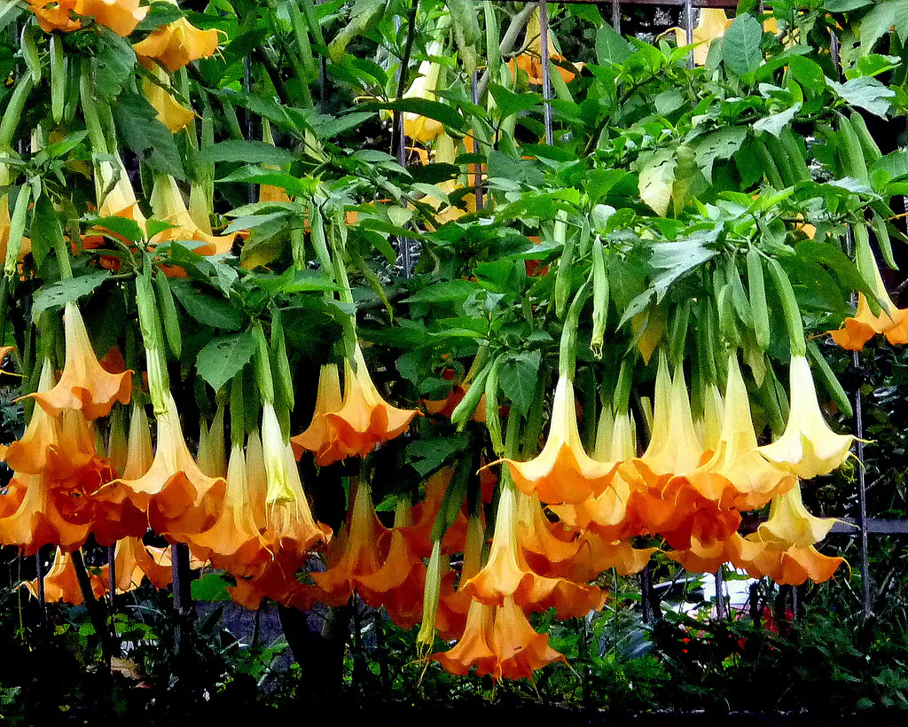 Brugmansia aurea / Datura aurea / Brugmansia affinis / Datura affinis - Golden Angel's Trumpet, Datura Sanguinea Golden - Image 9