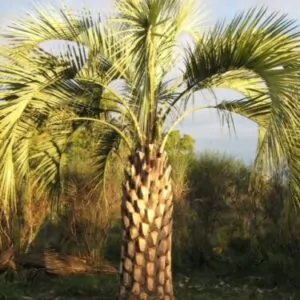 Butia odorata - Southern Jelly Palm, Pindo Palm