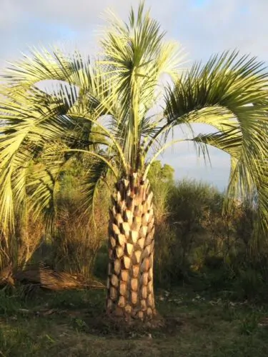 Butia odorata - Southern Jelly Palm, Pindo Palm