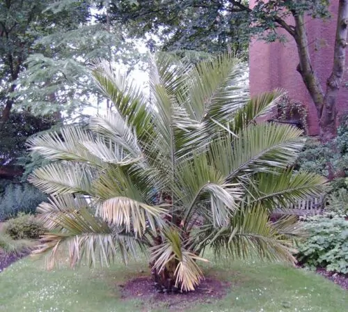 Butia odorata - Southern Jelly Palm, Pindo Palm - Image 2