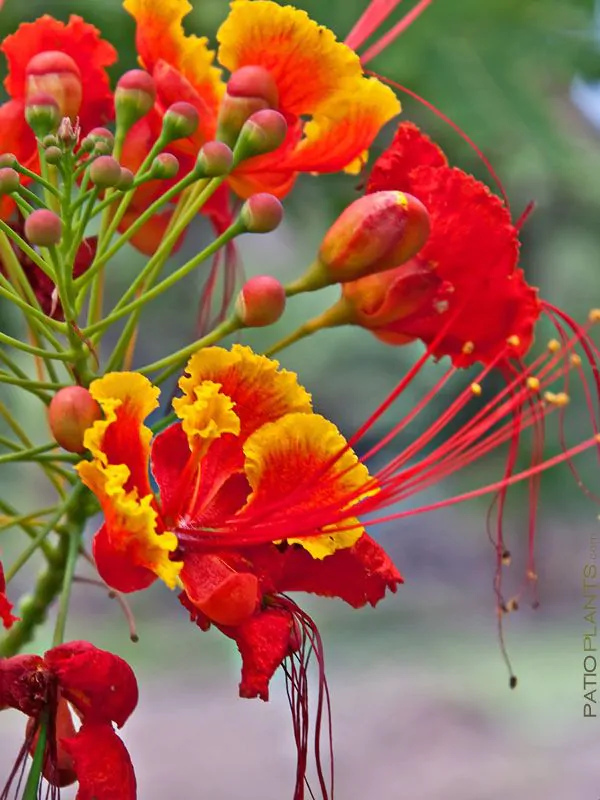 Caesalpinia pulcherrima var. red - Red Dwarf Poinciana, Pride of Barbados, Bird of Paradise, Peacock Flower - Image 3