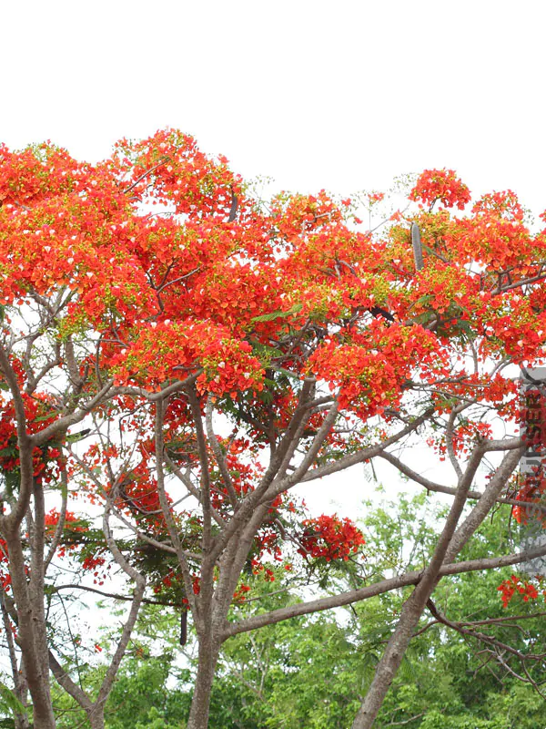 Caesalpinia pulcherrima var. red - Red Dwarf Poinciana, Pride of Barbados, Bird of Paradise, Peacock Flower - Image 4