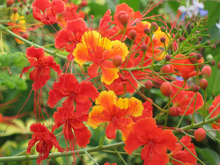 Caesalpinia pulcherrima var. red - Red Dwarf Poinciana, Pride of Barbados, Bird of Paradise, Peacock Flower - Image 5