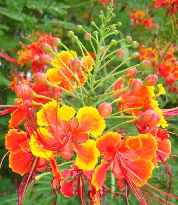 Caesalpinia pulcherrima var. red - Red Dwarf Poinciana, Pride of Barbados, Bird of Paradise, Peacock Flower - Image 6