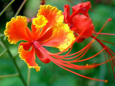 Caesalpinia pulcherrima var. red - Red Dwarf Poinciana, Pride of Barbados, Bird of Paradise, Peacock Flower - Image 7