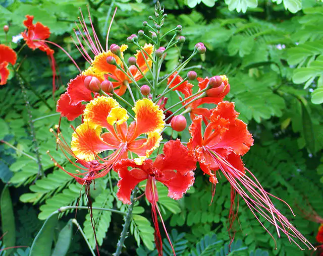 Caesalpinia pulcherrima var. red - Red Dwarf Poinciana, Pride of Barbados, Bird of Paradise, Peacock Flower - Image 8