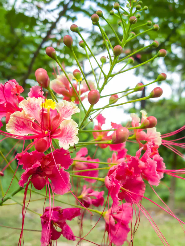 Caesalpinia pulcherrima var. pink - Pink Dwarf Poinciana, Pride of Barbados, Bird of Paradise, Peacock Flower
