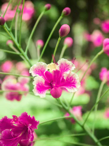 Caesalpinia pulcherrima var. pink - Pink Dwarf Poinciana, Pride of Barbados, Bird of Paradise, Peacock Flower - Image 2