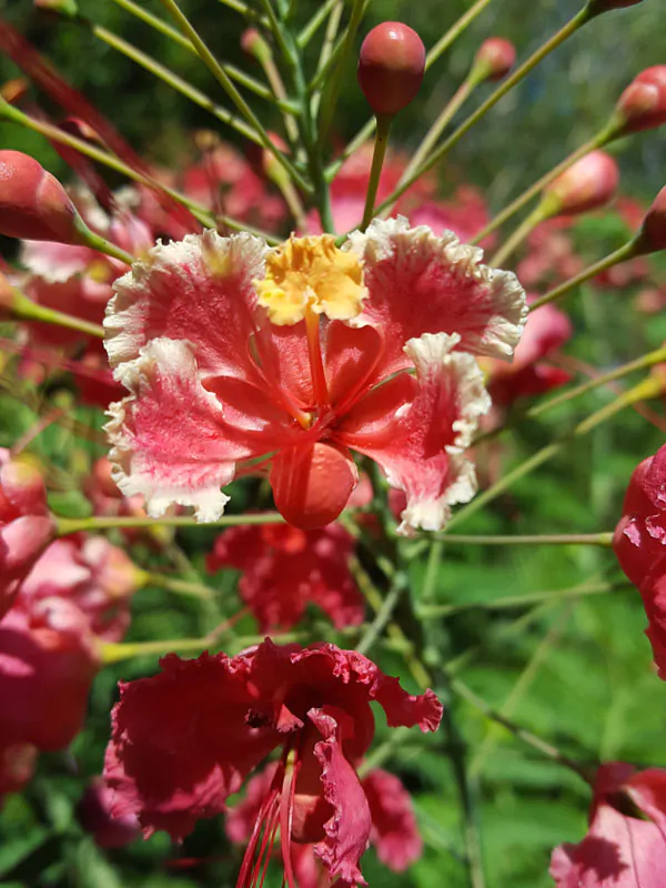 Caesalpinia pulcherrima var. pink - Pink Dwarf Poinciana, Pride of Barbados, Bird of Paradise, Peacock Flower - Image 5