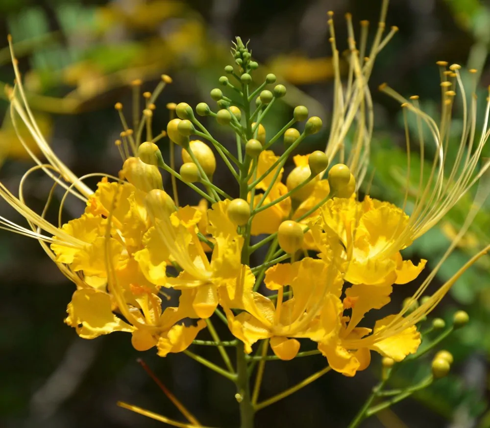 Caesalpinia pulcherrima var. yellow - Yellow Dwarf Poinciana, Pride of Barbados, Bird of Paradise, Peacock Flower